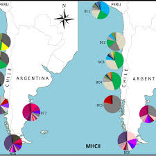 allelic frequency pie charts per locality sampled unique