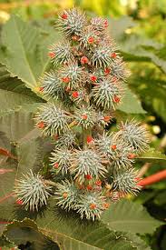 Image result for Ricinus communis