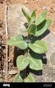 Image result for Asclepias albens