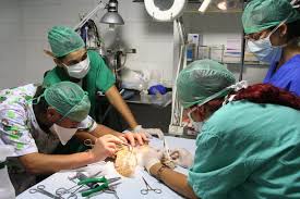 Dia del veterinario en venezuela. 17 De Agosto Dia Del Medico Veterinario Zootecnista En Mexico