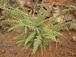 Image result for Adenocarpus mannii