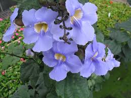 Image result for Thunbergia vogeliana