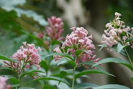 Image result for Cestrum elegans