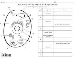 Complete the following table by writing the name of the cell part or organelle in the right hand column that matches the put a check in the appropriate column(s) to indicate whether the following organelles are found in plant cells, animal cells or both. Plant And Animal Cells Worksheets For Middle And High Scho Cells Worksheet Animal Cell Plant Cells Worksheet