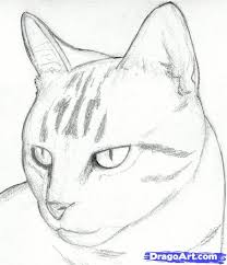 A fifth pattern is formed by any of the four basic patterns when part of a patched pattern—a patched tabby, then, is a calico or tortoiseshell cat with patches of tabby coat (such cats are called caliby and torbie, respectively, in cat fancy). Cat Drawing Easy Head Novocom Top