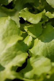 فوائد الخس للشعر المرسال