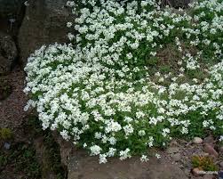 Image result for Arabis alpina