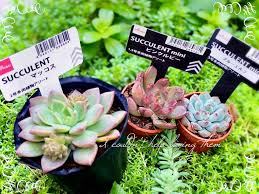 初心者注目 100円ショップで気軽に手に入る人気の多肉植物は Greensnap グリーンスナップ