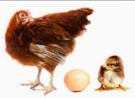 Mainan ayam bisa bertelur funny hen. Peluang Usaha Ternak Ayam Petelur Sukses Jalan Bisnis