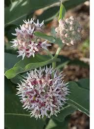 Image result for Asclepias schumanniana