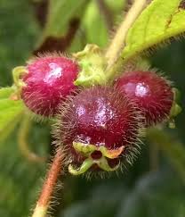 Image result for Sabicea