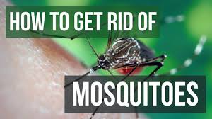We cover gardening, yard, diy, around the home, and of course, our cream of the crop product. How To Control Mosquitoes After A Flood Solutions Pest Lawn