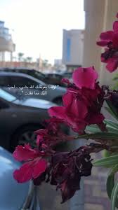 سناب سناب تصوير تصوير سنابات سنابات اقتباسات اقتباسات قهوة قهوة قهوه قهوه صباح صباح صباح الخير صباح الخير مساء مساء مساء plants snaps