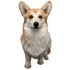 Image result for dog image no background