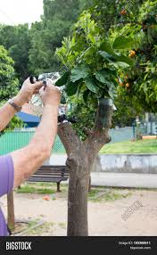 The fruit of the olive trees were harvested by beating the boughs of the olive trees with a stick (deuteronomy 24:20), or by shaking the trees (isaiah the olive tree has always been one of the most important trees in israel's culture and economy. Agricultural Grafting Image Photo Free Trial Bigstock