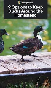 9 Options To Keep Ducks Around The Homestead Homesteading Duck Raising Ducks