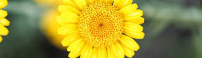 Image result for Chrysanthellum