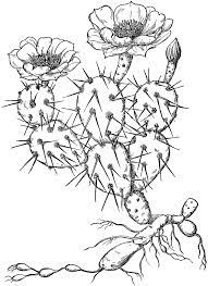 Beautiful cactus flower in full bloom. Pin On Tooling