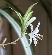 Image result for Chlorophytum macrophyllum