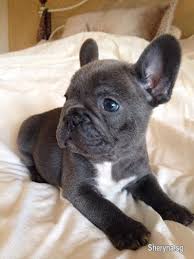 Frenchies are also expensive because they are worth french bulldogs have a lifespan of 11 to 13 years which, though decent for dogs in general, is a blue french bulldogs are quite rare. How Much Does A French Bulldog Cost In Singapore