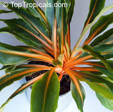 Image result for Chlorophytum