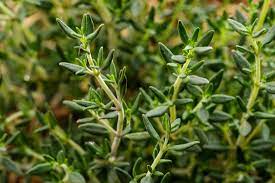 English thyme has its own specific look, and when you see it, you'll know it. Thyme Benefits History And Forms