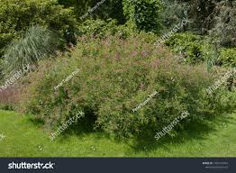 Image result for Hionanthera