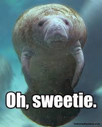 20 calming manatee memes that perfectly describe your life manatee sea cow animals pinterest