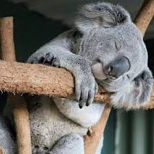 Tag A Friend Who Would Love One You Can Get Yours By Clicking In The Link In Our Bio Koala Zone Free Ship Sevimli Hayvan Yavrulari Vahsi Hayvanlar Hayvan