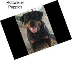 Find rottweiler puppies and breeders in your area and helpful rottweiler information. Rottweiler Herding Dogs For Sale In New Hampshire Agriseek Com