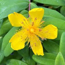 Image result for Hypericum