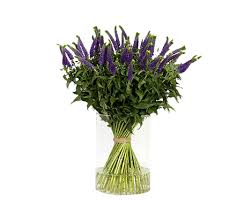 Image result for Veronica abyssinica