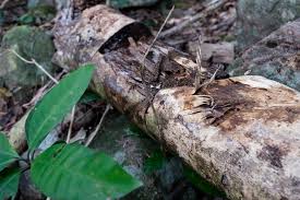 Prior to infection, the heartwood is relatively light and pale coloured, however as the infection progresses. Hong Kong Incense Trees Fall To Poachers Hunting Agarwood Time