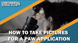 Maybe you would like to learn more about one of these? How Can I Register A Dog Without Papers Youtube