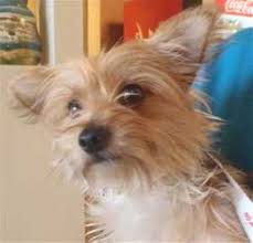 Watch norwich terrier, vizsla & hubby go nuts while watching the game on football sunday! Lake County News California Helping Paws Hounds Labs And A Yorkie