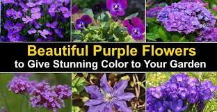 Believe it or not, purple is one of the most popular flower colors. Types Of Purple Flowers Plants That Give Stunning Color To Your Garden