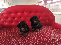 Satilik Dachshund Sosis Yavrulari Club K9 Kopek Ciftligi Ve Binicilik Merkezi Sosis Kopek Binicilik