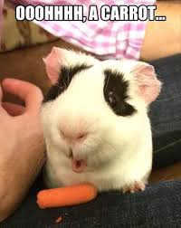 Pin On Animals