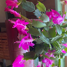 Profile for Melody Holmes