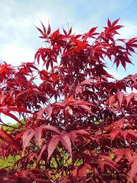 Free shipping on orders over $99.99—buy trees online with garden goods direct® today! Acer Palmatum Japanese Maple Bonsai Or Garden 10 Seeds