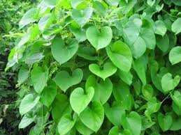Image result for Tinospora fragosa