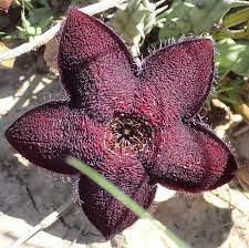 Image result for Tridentea marientalensis