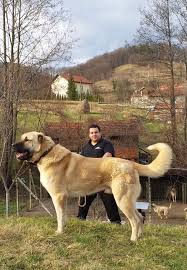 Pollat 3 Years Old 92 Cm 85 Kg Turkish Kangal From Bosniaherzegovina Kennels Kangali Edo Zepce Kangal Dog Giant Dogs St Bernard Dogs