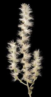 Image result for Chenolea