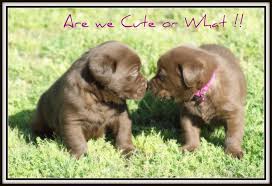 Please contact us if you are considering purchasing a puppy. Henderson Labrador Puppies For Sale Labrador Retriever Breeders And Lab Puppies For Sale
