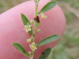 Image result for Phyllanthus hutchinsonianus