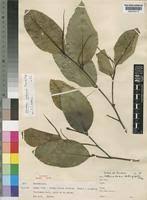 Image result for Klainedoxa