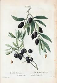 Olea Europaea Olivier D Europe A Olivier A Bee B Olivier Amygdalin Botanical Illustration Botanical Drawings Botanical Prints