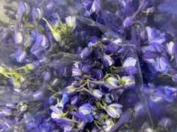 Volkenfrieden Delph Flowers Plants Vegetables