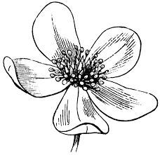 Anemone Clipart Black And White Flower Clipart Etc Flower Line Drawings Flower Sketches Flower Drawing